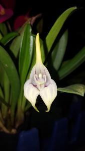 Masdevallia coriacea