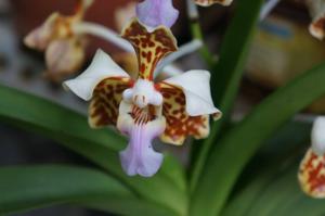 Vanda tricolor