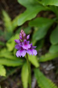 Dactylorhiza foliosa