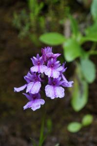 Dactylorhiza foliosa
