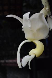 Stanhopea maduroi