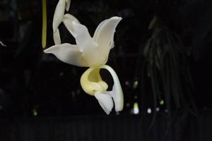 Stanhopea maduroi