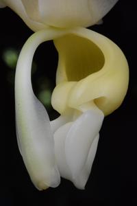 Stanhopea maduroi