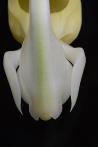 Stanhopea maduroi