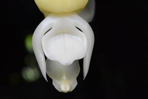 Stanhopea maduroi