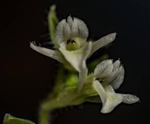 Lankesterella ceracifolia