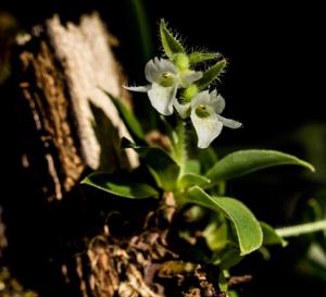 Lankesterella ceracifolia