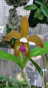 Cattleya porphyroglossa