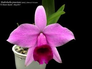 Cattleya praestans