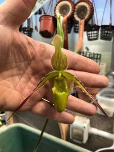 Phragmipedium longifolium