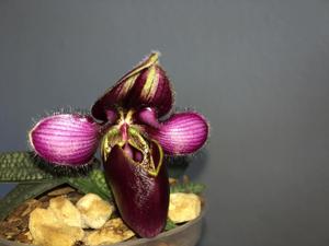 Paphiopedilum rungsuriyanum