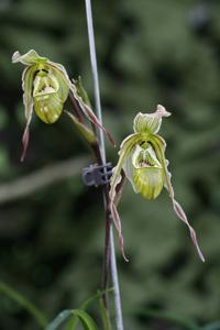 Phragmipedium pearcei