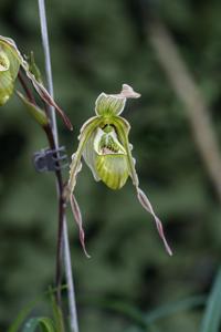 Phragmipedium pearcei