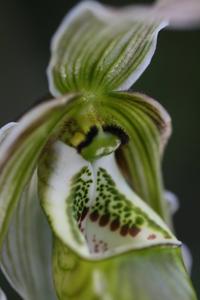 Phragmipedium pearcei