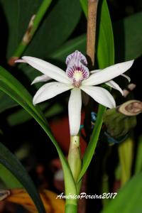 Prosthechea baculus