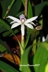 Prosthechea baculus