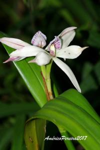 Prosthechea baculus