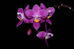 Phalaenopsis equestris