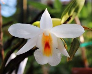 Dendrobium christyanum