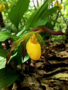 Cypripedium parviflorum var. pubescens