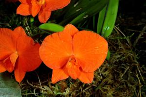 Cattleya coccinea