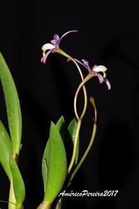 Cattleya reginae