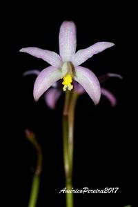 Cattleya reginae