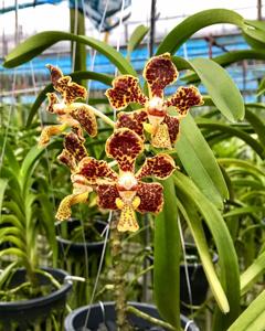 Vanda lombokensis