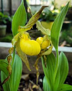 Cypripedium parviflorum var. pubescens