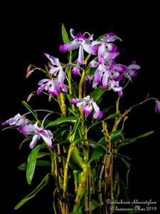 Dendrobium nobile