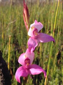 Disa racemosa