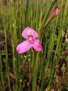 Disa racemosa