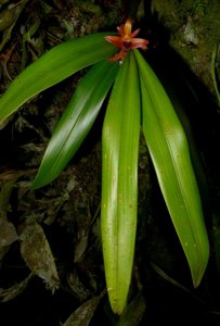 Strongyleria leiophylla