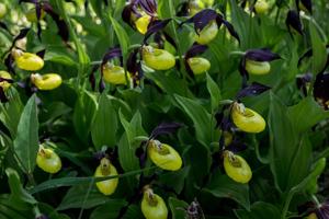 Cypripedium calceolus