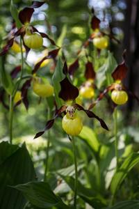 Cypripedium calceolus