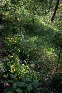 Cypripedium calceolus