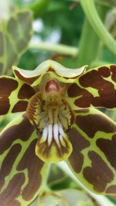 Grammatophyllum scriptum