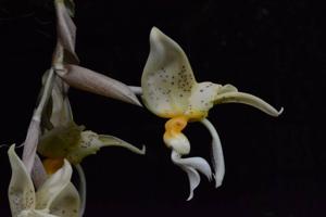 Stanhopea graveolens