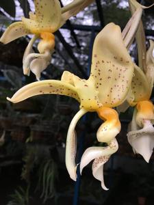 Stanhopea graveolens