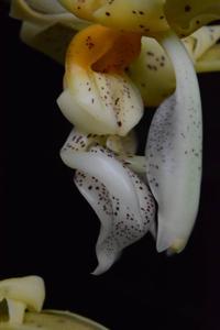 Stanhopea graveolens