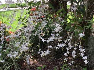 Dendrobium crumenatum