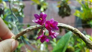 Dendrobium goldschmidtianum