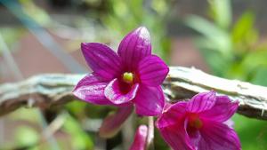 Dendrobium goldschmidtianum