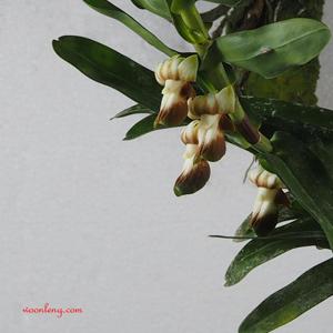 Dendrobium kenepaiense