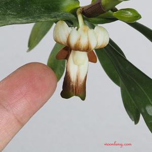Dendrobium kenepaiense
