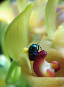 Bulbophyllum graveolens