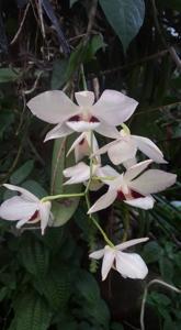 Dendrobium pulchellum