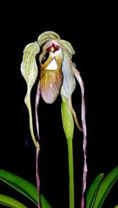 Phragmipedium warszewiczianum