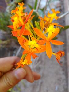 Epidendrum ibaguense