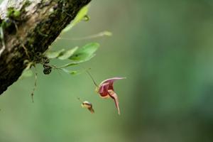 Lepanthes chelonion